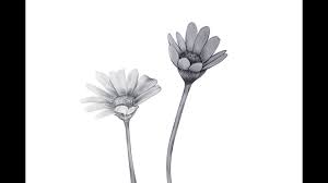 Illustrate your favorite story by drawing a pristine forest inhabited by wild animals or fairy tale creatures. How To Draw Realistic Flower Step By Step Beautiful Drawing Youtube