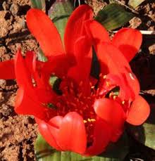 Image result for Daubenya