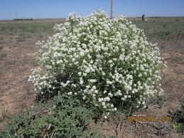 Image result for Crambe kilimandscharica