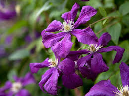 Heliotropes are bushy annuals with tiny cluster of blue, white or purple flowers. 20 Plants With Purple Flowers Bbc Gardeners World Magazine