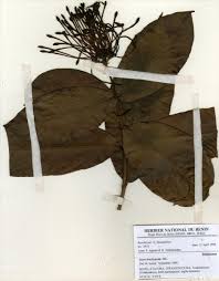 Image result for Ixora brachypoda