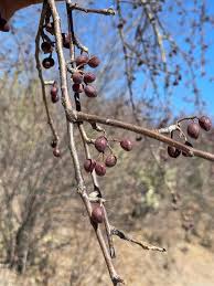 Image result for Burseraceae