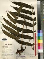 Image result for Pneumatopteris unita