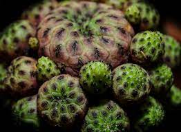 How much water should you give a cactus growing at home? Free Images Nature Prickly Fruit Flower Food Green Produce Vegetable Botany Succulent Flora Gourd Sting Pointed Spur Macro Photography Flowering Plant Cactus Greenhouse Land Plant Barbary Fig Crown Cactus Lophophora 2808x2058