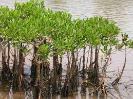 Check spelling or type a new query. Mangrove Wikipedia