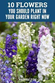 Spring and summer flower seasons often blend into one another. 10 Flowers You Should Plant In Your Garden Right Now Early Spring Flowers Plants Southern Garden
