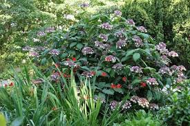 Samt Hortensie Eleganter Sommerbluher Hortensien Pflanzen Blumen Stauden