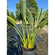 Image result for Strelitzia