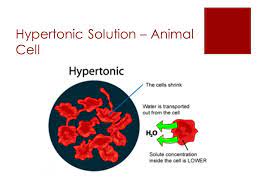 They tend to give up water across the permiable cell membrane. Unit 4 Transport Of Materials Key Questions 1 Why Must Materials Enter And Leave Cells 2 What Materials Need To Enter And Leave Cells 3 What Role Ppt Download