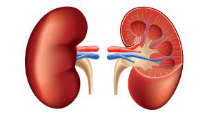 Renal and extrarenal actions of klotho. Renal Cell Cancer Causes Symptoms And Diagnosis