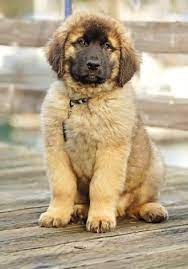 My Leonberger Max As A Puppy Leonberger Dog Dog Breeds Giant Dog Breeds
