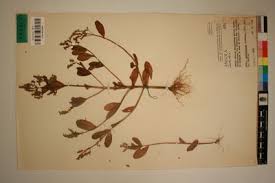 Image result for Aeollanthus suaveolens