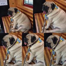 i rides da metro trolly a little too long but i mz wiser for it pugsley luigi trolly metro sightseeing tourist pug pugs p my ride riding pugs
