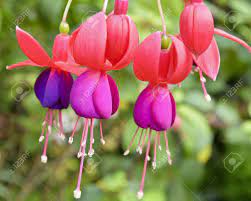 They're extra colorful in the warmer months. Beautiful Exotic Flowers That Grow And Bloom In The Cold Weather Or Winter Of Thailand Stock Photo Picture And Royalty Free Image Image 20173425
