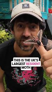 The Privet Hawk-moth is the largest resident moth in the UK