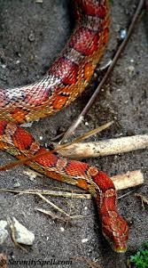 Black And Orange Snake Florida Poisonous Corn Snake Or Red Rat Snake Florida Wetlands This Was The First Kind Of Snake I Owned Corn Snake Pet Snake Rat Snake