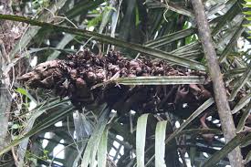 Image result for Raphia farinifera