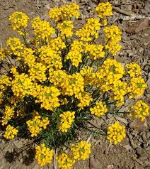 Image result for Eriospermum rautaneii