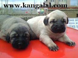 istanbul yavru kangal satisi