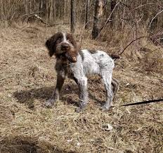 Ad used dw jt2020 drills for sale. Wirehaired Pointing Griffons Home Facebook