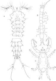 Image result for Schizochilus lepidus
