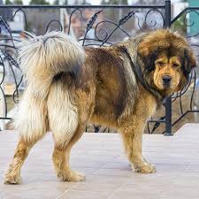 Females are at least 24 inches tall at the shoulder and weigh 75 to 125 or more pounds. Tibetan Mastiff Pdsa
