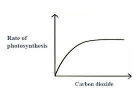 Biology Champ Factor Affecting Photosynthesis