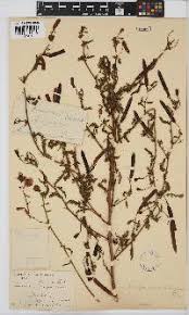 Image result for Rhynchotropis poggei