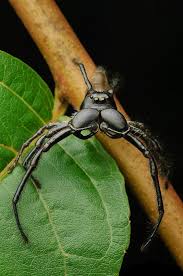 Día de arañas en Zoomundo, hoy: Araña saltarina gigante (Hyllus walckenaeri) en postura defensiva, desplegando sus masivos quelíceros (piezas bucales). **Crédito de la fotografía: Chien C. Lee Hyllus es un género de