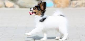 All of our puppies are akc registered and are the best quality of papillon breed. Are You Papillon Ready Planning And Preparing For The Arrival Of Your Papillon Puppy Ready Set Puppy