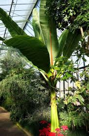 Image result for Ensete ventricosum