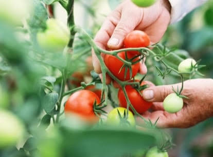 Hand Picking Tomatoes