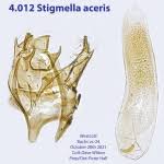 Image result for Stigmella aceris