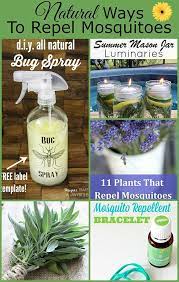 Natural Ways To Repel Mosquitoes Without Bug Spray Diy Mosquito Repellent Mosquito Repelling Plants Mosquito Repellent Homemade