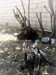 We breed our dogs for high hunting instinct, family bonding and intelligence if there are no dogs in heaven then when i die i want to go where they went will rogers German Shorthaired Pointer Breeder In California