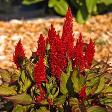 Image result for Celosia