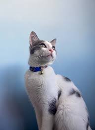 Top names for male cats. 12 Best Black And White Cat Names You Ll Love I Discerning Cat