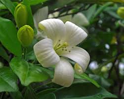 Image result for Maerua paniculata