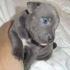 The black and tan terrier was a broad breed or type of terrier that was one of the earliest terriers breeds. Pin On Just Cute