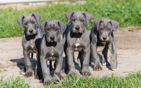 The coat has a base color which is often lighter. European Blue Great Dane Puppies For Sale Petswithlove Us