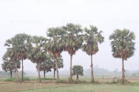 Image result for Borassus aethiopum