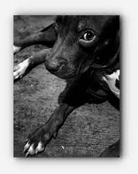 Learn about surgery, treatment, recovery times, and symptoms of a fractured jaw. Pitbulls Accessories How To Unlock A Pitbulls Jaw Click Visit Link Above For More Details Pitbullsbrindl Pitbull Dog Breed Pitbull Puppies Pitbull Dog