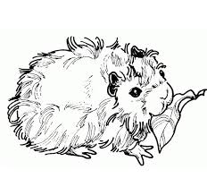 Astounding baby guinea pig coloring pages with pig coloring page. Cute Guinea Pig 1 Coloring Page Free Printable Coloring Pages For Kids