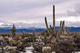 A desert sunrise with lots of tall cacti. Desert Snow On Saguaro Cactus By Tamara Pruessner