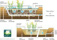 La Phyto Epuration Aquaponics Aquaponics System Phyto