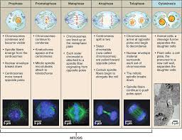 Explain the process of mitosis in a tissue culture for cancer cells. Cell Division Mitosis And Meiosis Ask A Biologist