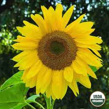Growing from seed also requires careful attention to lighting and temperature requirements, and use of very particular soil. Organic Sunflower Seeds Mammoth Ferry Morse Home Gardening 202 S Washington St Norton Ma 02766