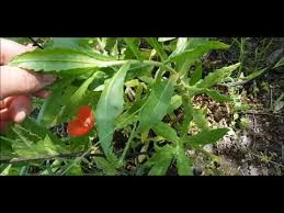 Tuta Ve Beyaz Sinek Icin Hem Etkili Hem Bedavadan Cozum Youtube Bitki Domatesler Ziraat Muhendisligi