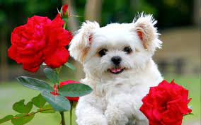 Cute White Puppy With Red Rose Flowers Hd Wallpapers Rocks Cute Fluffy Puppies Cute White Puppies Puppy Backgrounds