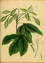 Image result for Ritchiea capparoides